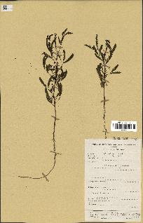 spécimen de Acacia nilotica