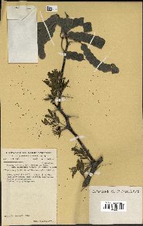 spécimen de Acacia nilotica