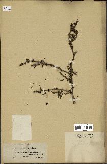 spécimen de Acacia nilotica