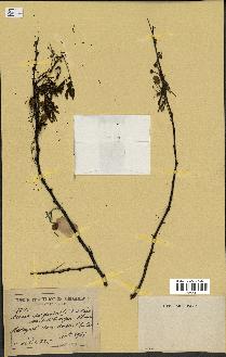 spécimen de Acacia nilotica