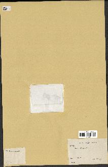 spécimen de Acacia nilotica