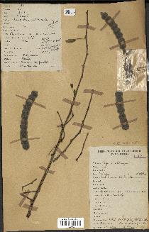 spécimen de Acacia nilotica