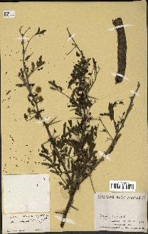 spécimen de Acacia nilotica