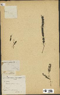 spécimen de Acacia nilotica