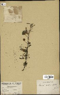 spécimen de Acacia nilotica
