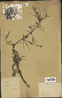 spécimen de Acacia nilotica