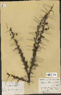 spécimen de Acacia nilotica