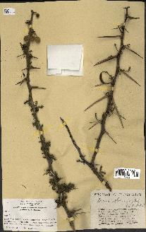 spécimen de Acacia nilotica