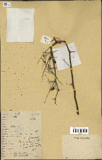 spécimen de Acacia nilotica