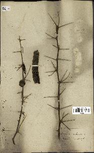 spécimen de Acacia nilotica