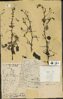 spécimen de Acacia nilotica