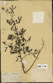 spécimen de Acacia nilotica