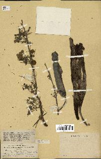 spécimen de Acacia nilotica
