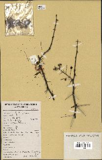 spécimen de Acacia nilotica