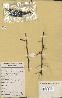 spécimen de Acacia nilotica
