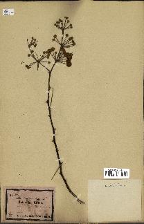 spécimen de Acacia nilotica