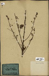 spécimen de Acacia nilotica