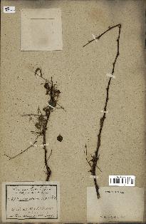 spécimen de Acacia nilotica