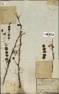 spécimen de Acacia nilotica