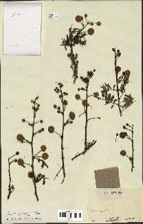 spécimen de Acacia nilotica