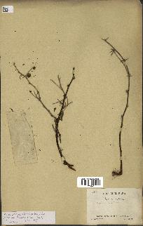 spécimen de Acacia nilotica