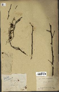 spécimen de Acacia nilotica