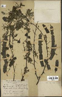 spécimen de Acacia nilotica
