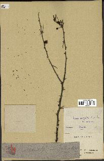 spécimen de Acacia nilotica