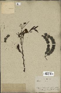 spécimen de Acacia nilotica