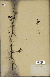spécimen de Acacia nilotica