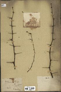 spécimen de Acacia nilotica