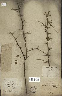 spécimen de Acacia nilotica