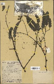 spécimen de Acacia nilotica