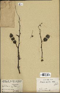 spécimen de Acacia nilotica