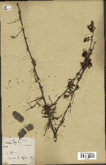 spécimen de Acacia nilotica