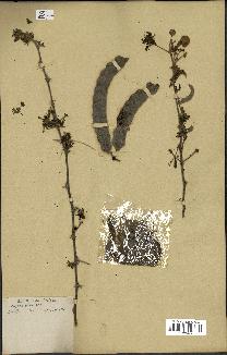 spécimen de Acacia nilotica