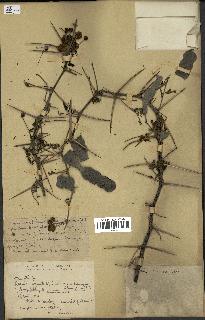 spécimen de Acacia nilotica