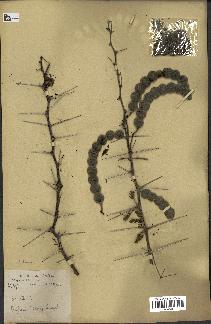 spécimen de Acacia nilotica