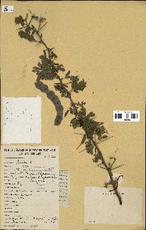 spécimen de Acacia nilotica