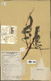 spécimen de Acacia nilotica