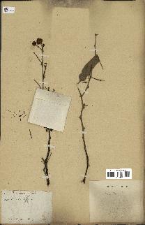 spécimen de Acacia nilotica