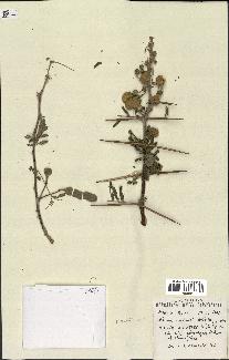 spécimen de Acacia nilotica