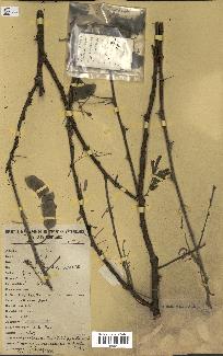 spécimen de Acacia nilotica