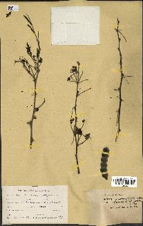 spécimen de Acacia nilotica