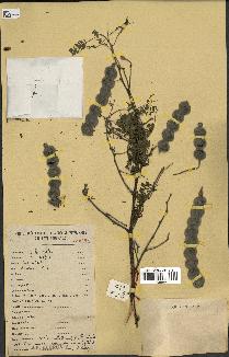 spécimen de Acacia nilotica