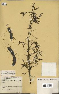 spécimen de Acacia nilotica