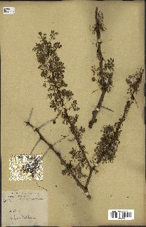 spécimen de Acacia tortilis