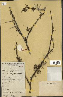 spécimen de Acacia tortilis