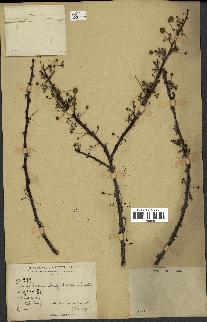 spécimen de Acacia tortilis