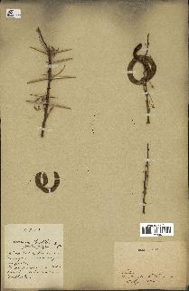 spécimen de Acacia tortilis